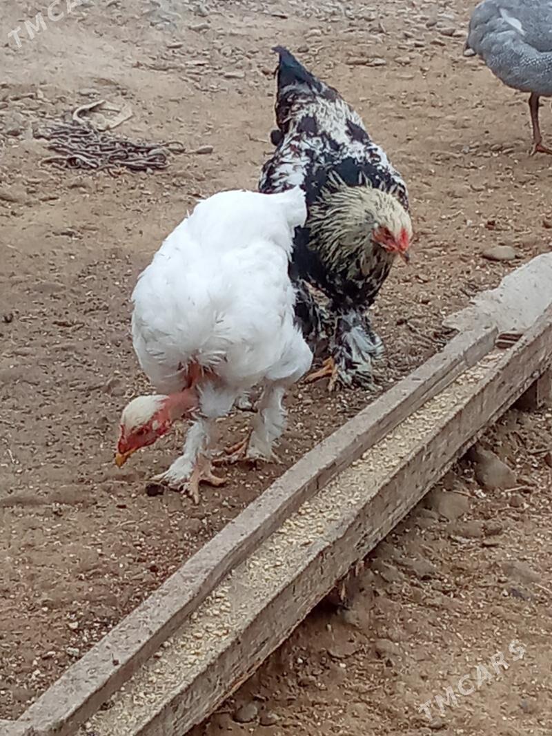 Myrama Balykly Horaz - Ýaşlyk - img 4