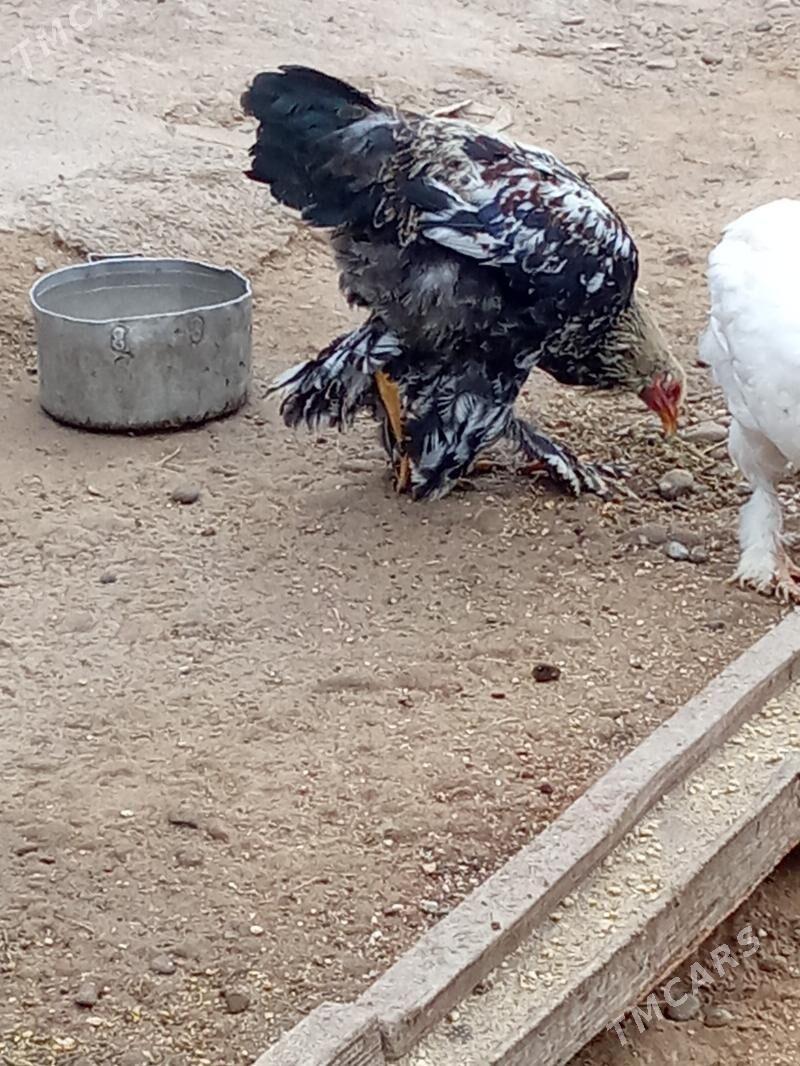 Myrama Balykly Horaz - Ýaşlyk - img 2