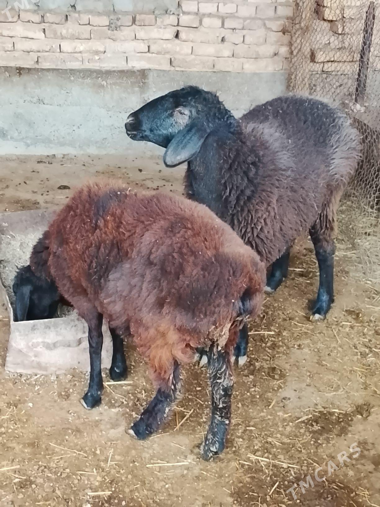 guzuly goyun - Türkmenabat - img 2