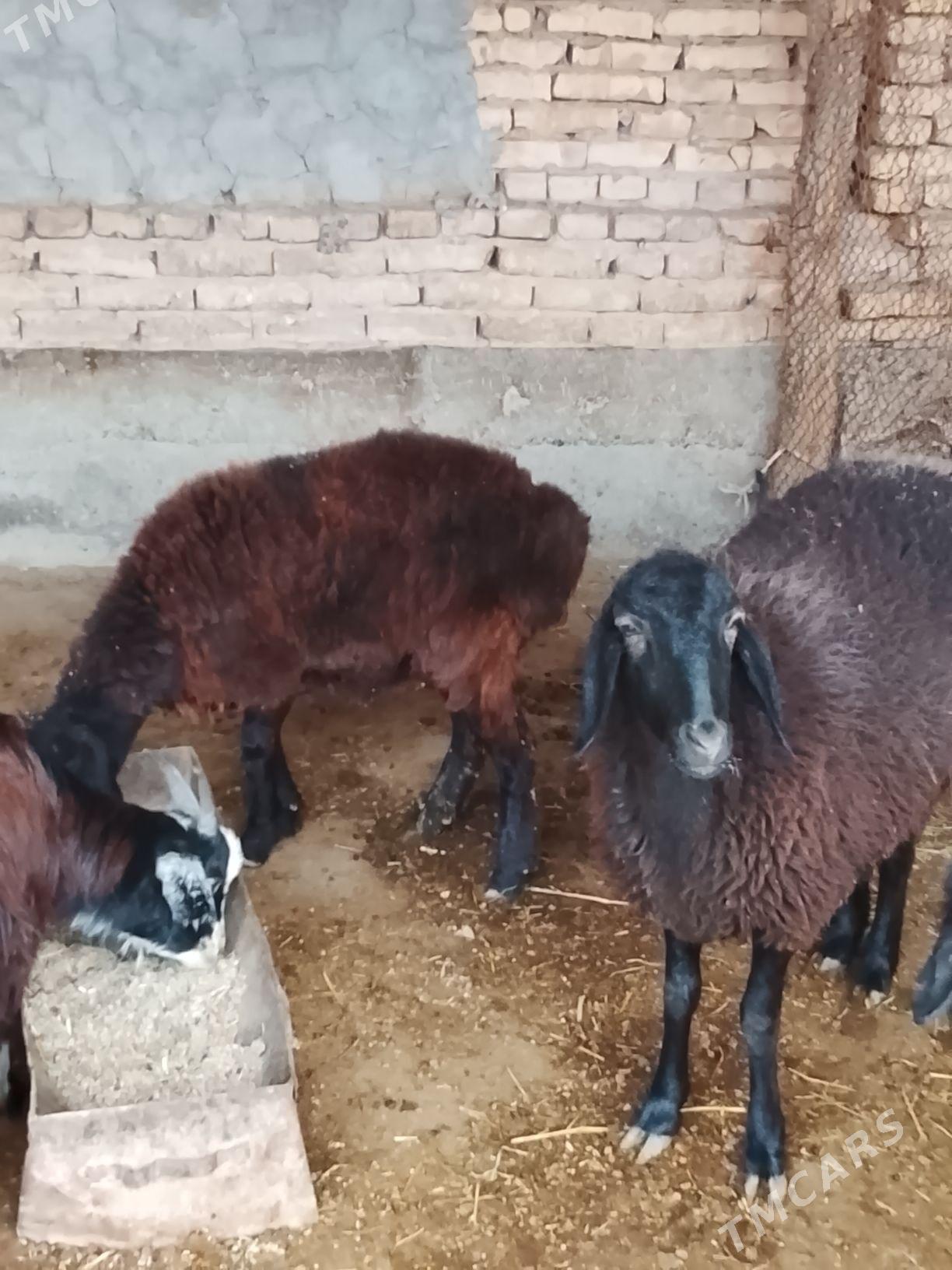 guzuly goyun - Türkmenabat - img 3