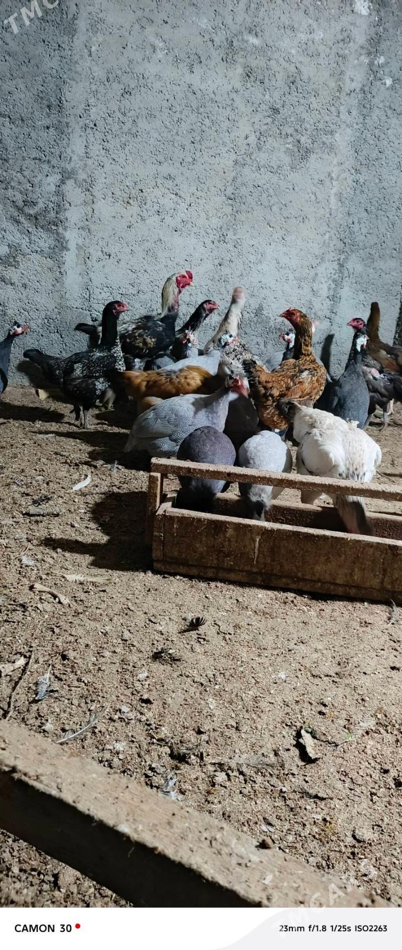 kakilik - Ýolöten - img 5