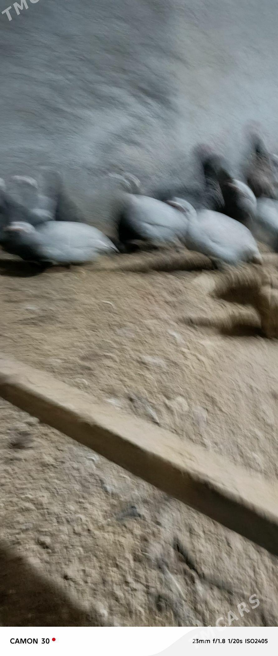 kakilik - Ýolöten - img 3