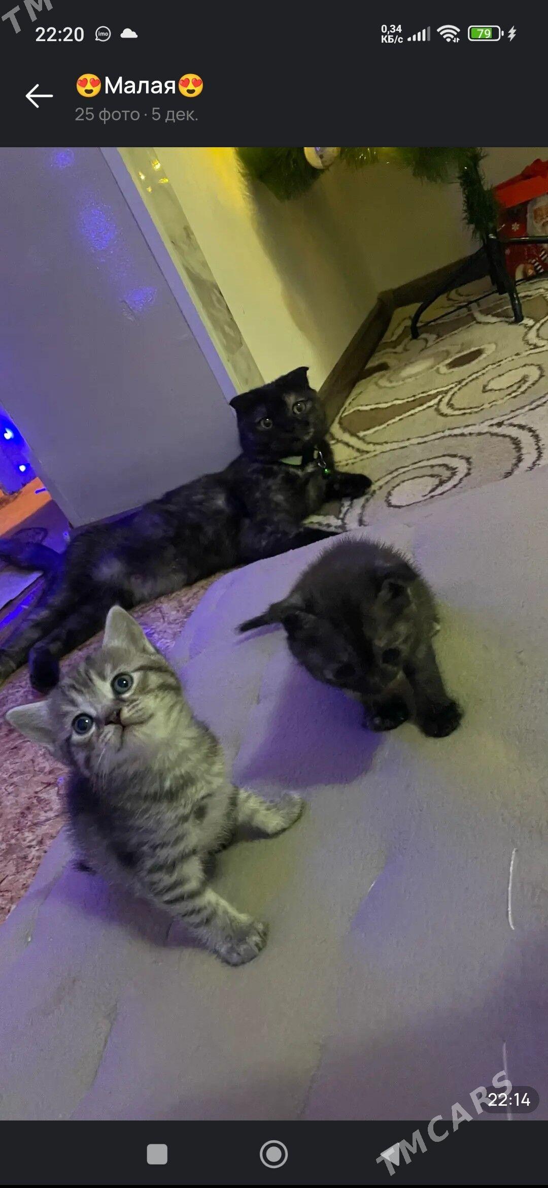 котята - Мары - img 3