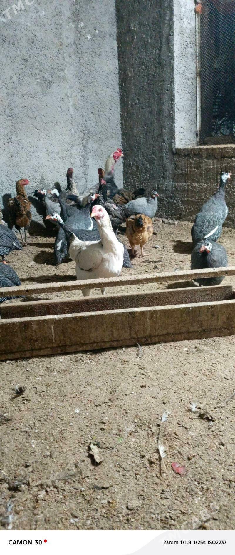 kakilik - Ýolöten - img 2