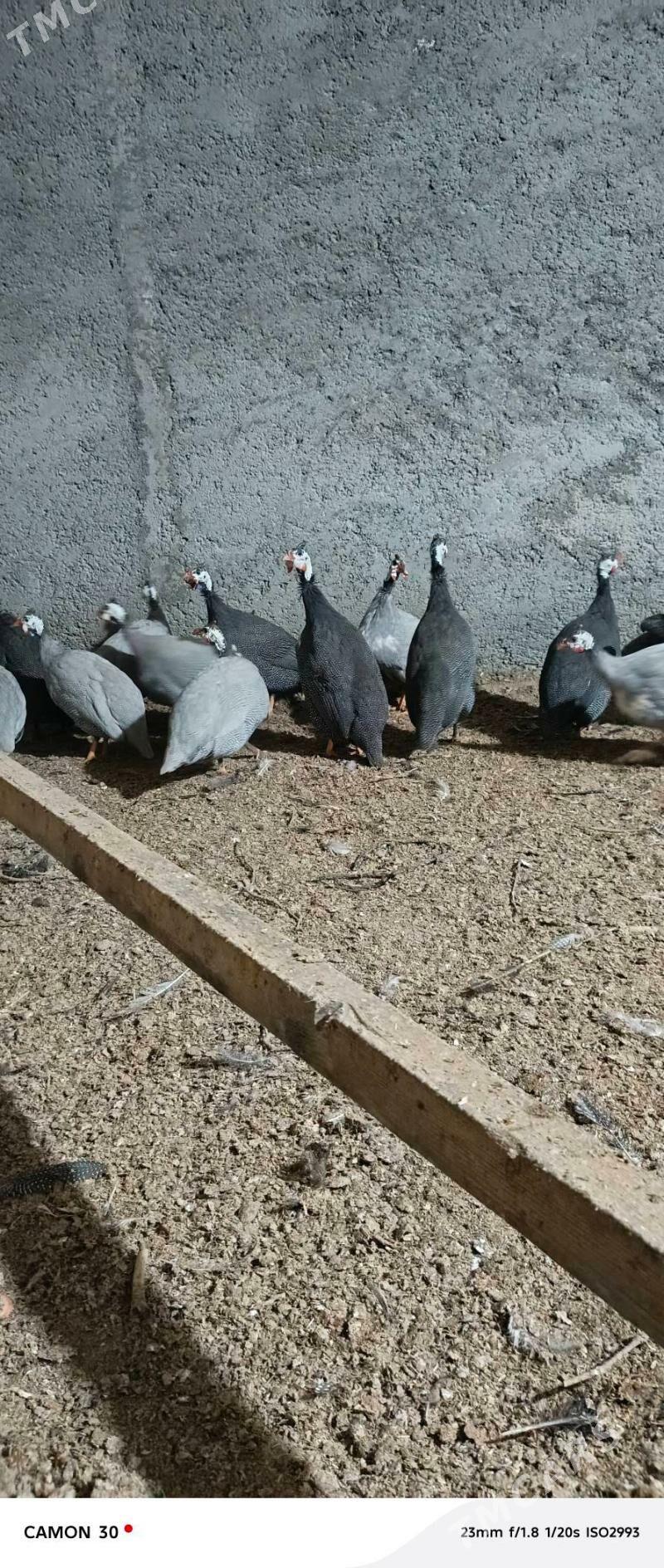 kakilik - Ýolöten - img 4