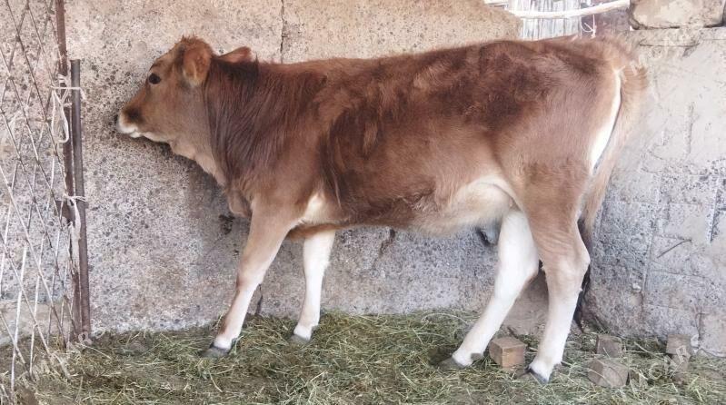 bakylan tuwe - Ak bugdaý etraby - img 3