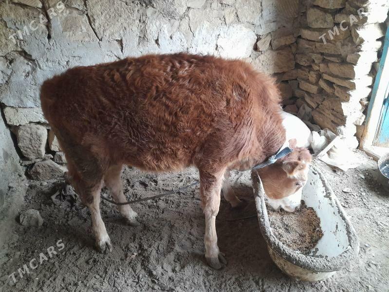 Tuwe - Гызыларбат - img 4