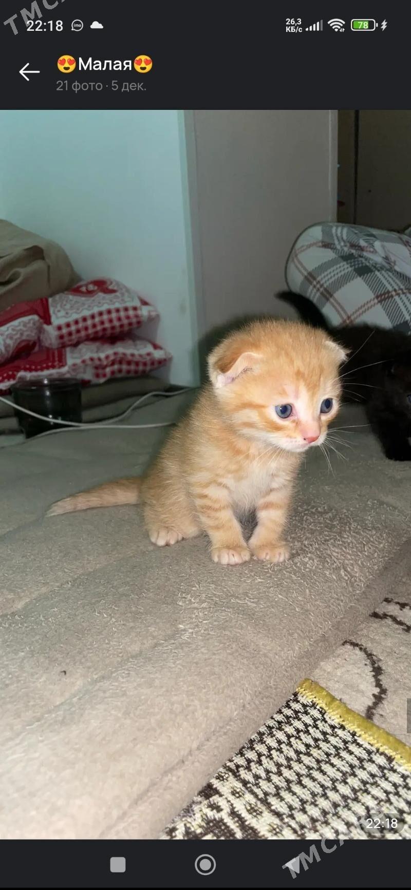 котята - Мары - img 7