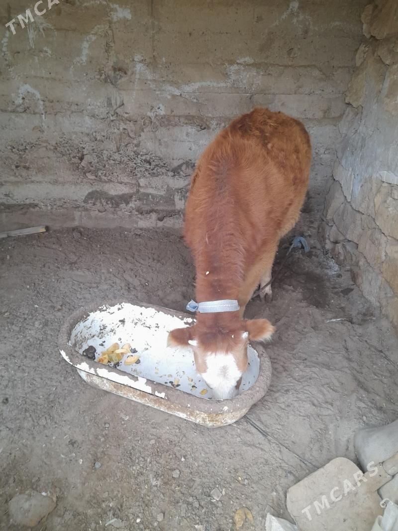 Tuwe - Гызыларбат - img 1