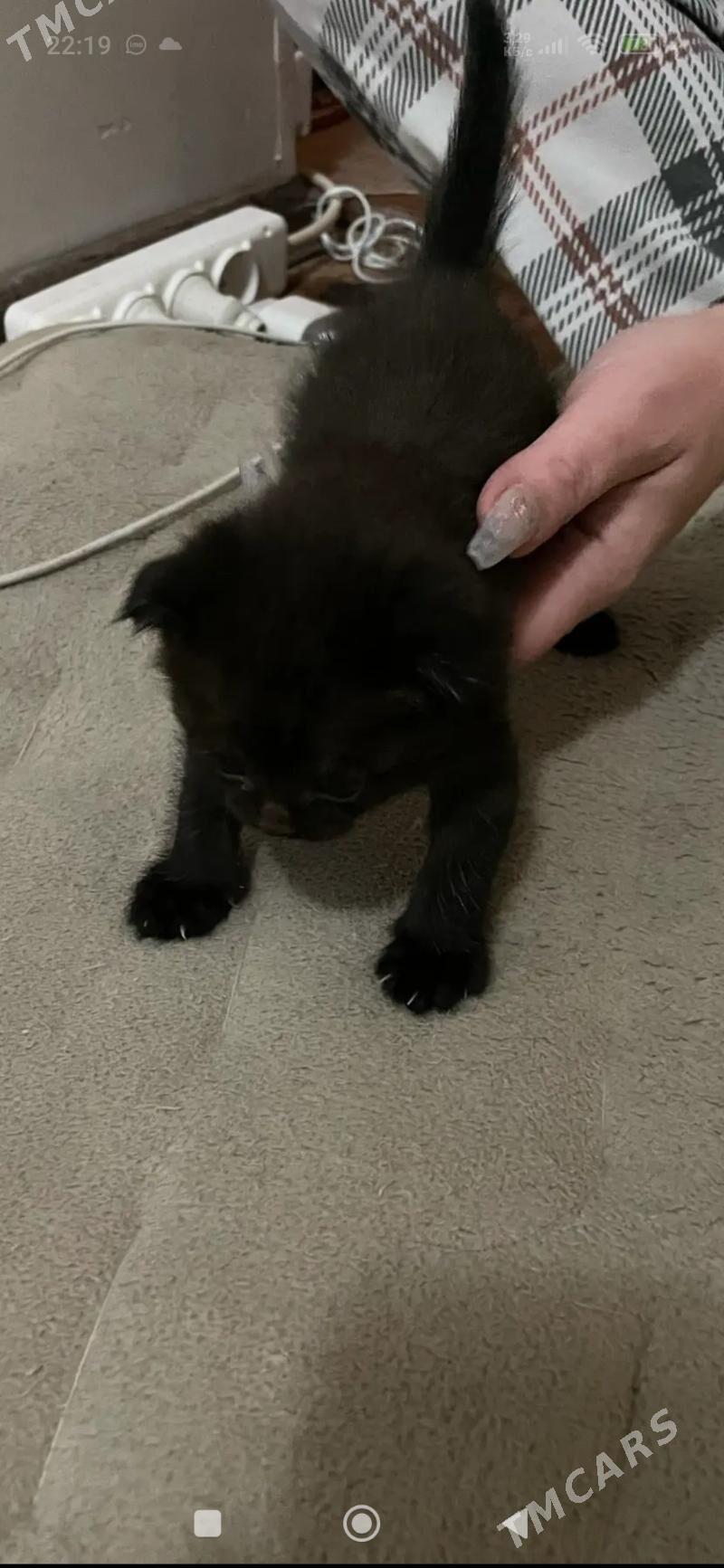 котята - Мары - img 5