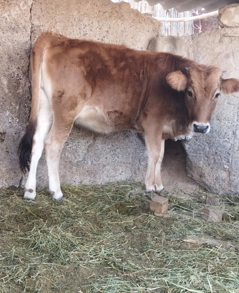 bakylan tuwe - Ak bugdaý etraby - img 1