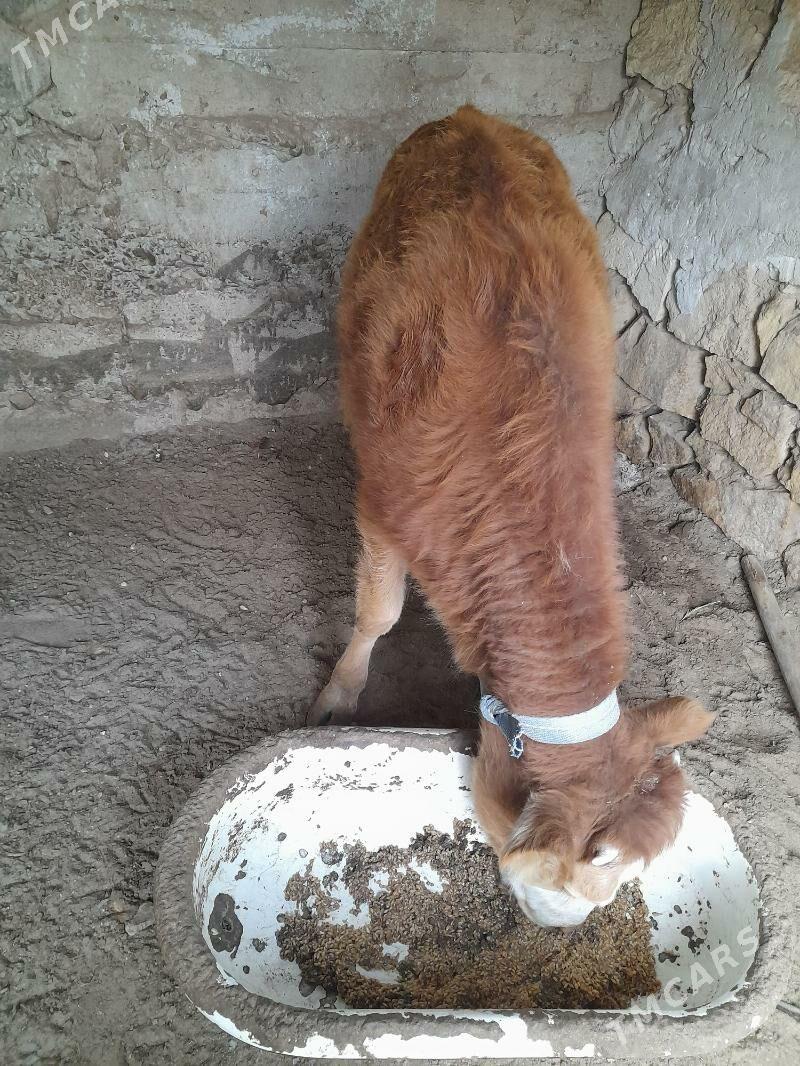 Tuwe - Гызыларбат - img 3