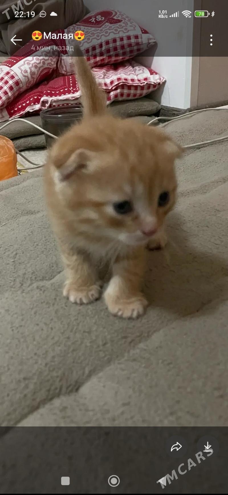 котята - Мары - img 4