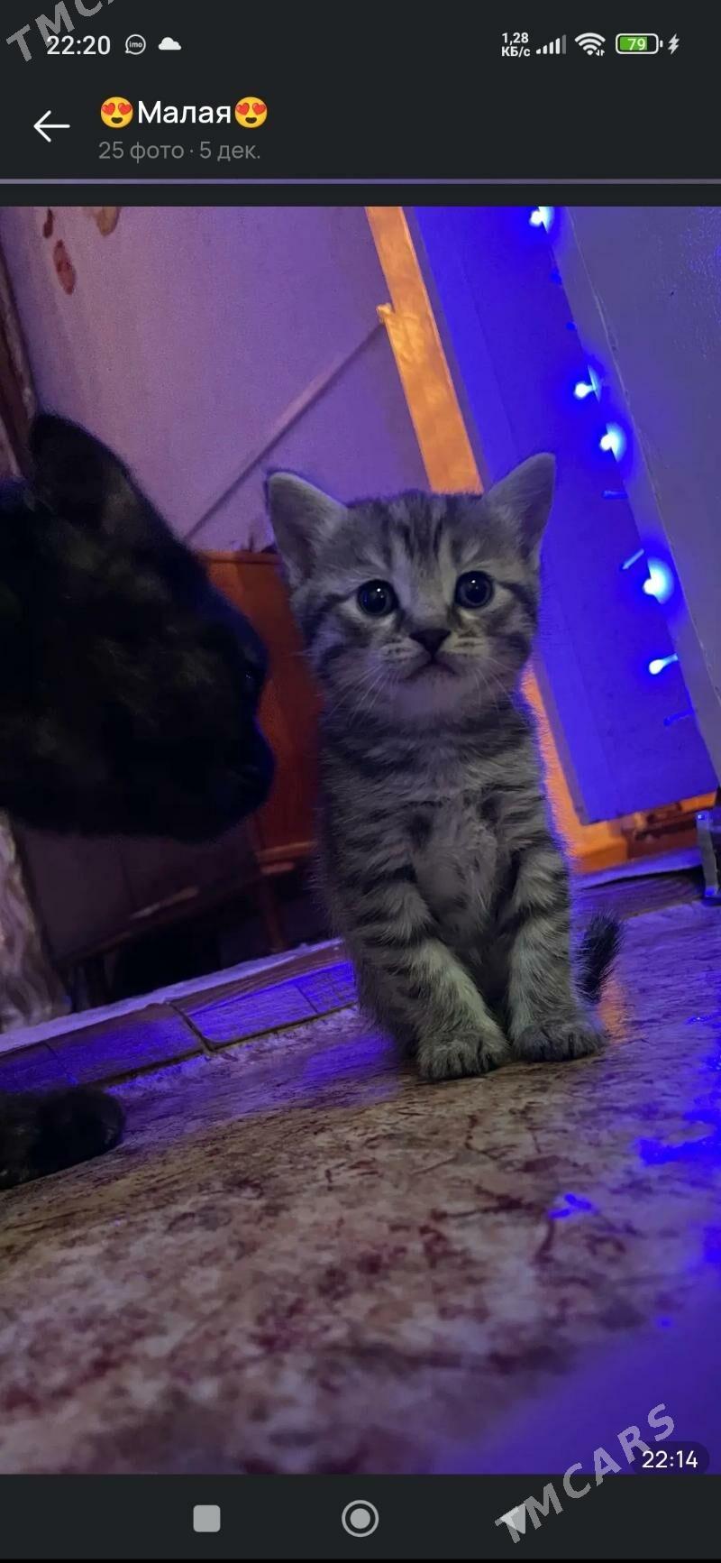 котята - Мары - img 2