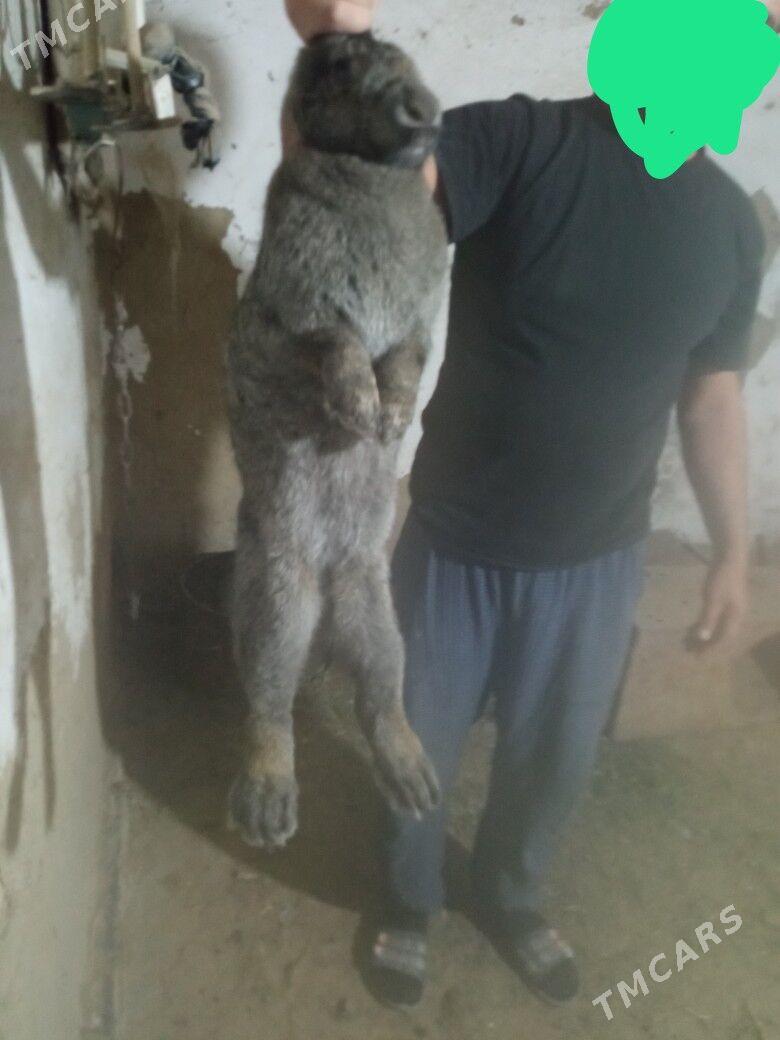 Towşan - Sakarçäge - img 4