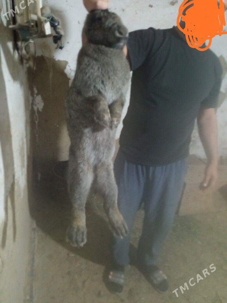 Towşan - Sakarçäge - img 3