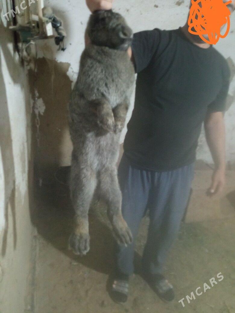 Towşan - Sakarçäge - img 2