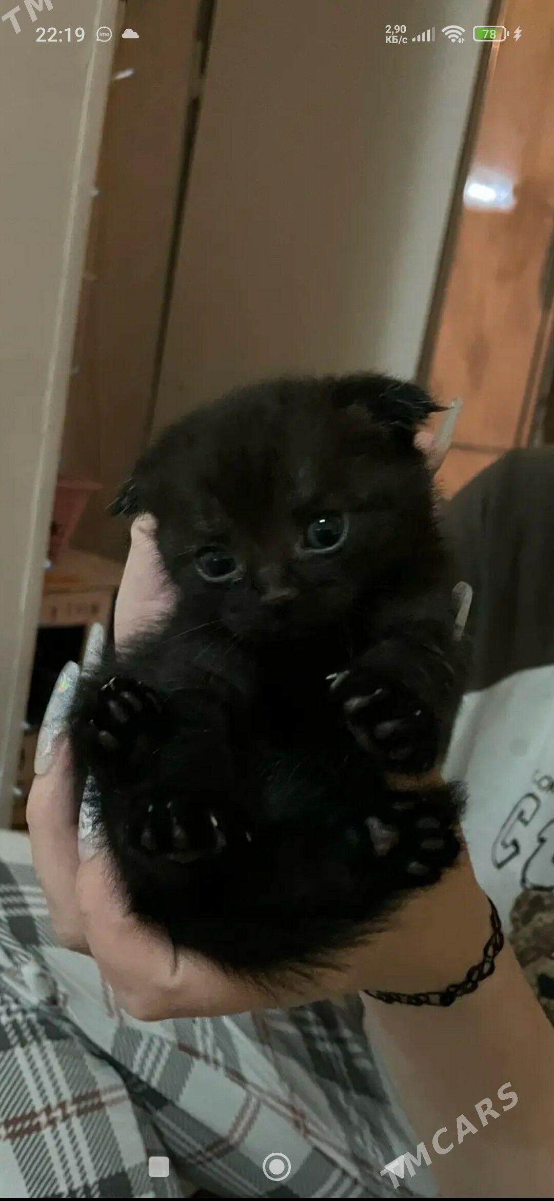 котята - Мары - img 6