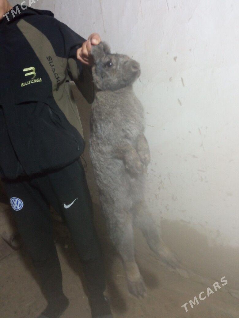 Towşan - Sakarçäge - img 7