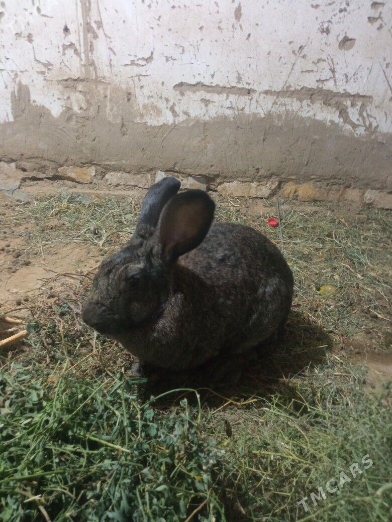 Towşan - Sakarçäge - img 6