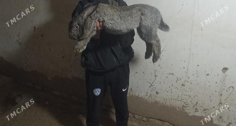 Towşan - Sakarçäge - img 5