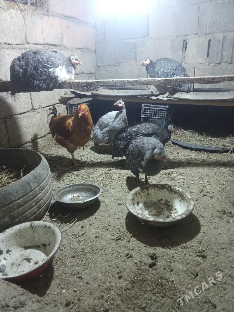 sizarka - Яшлык - img 2