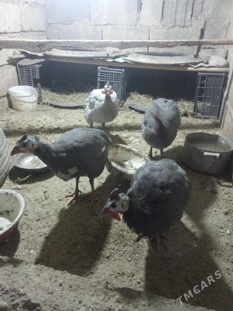 sizarka - Яшлык - img 6