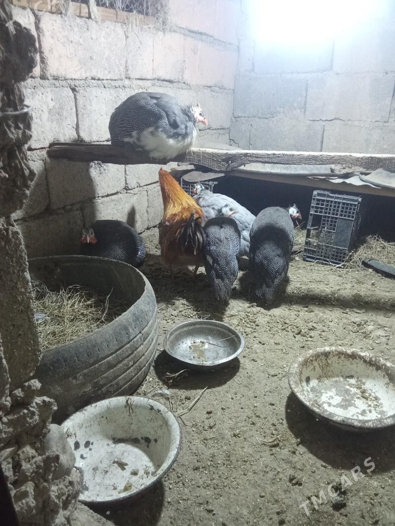 sizarka - Яшлык - img 5