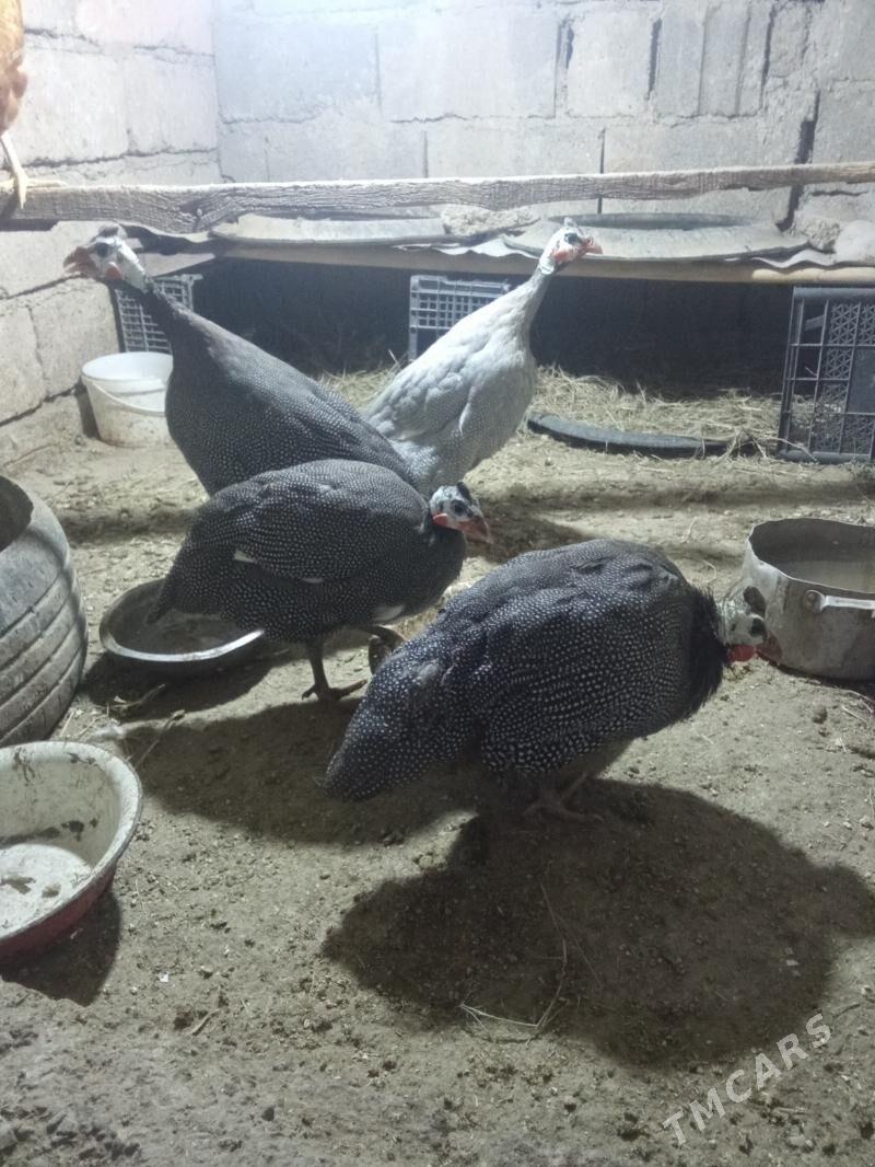 sizarka - Яшлык - img 3