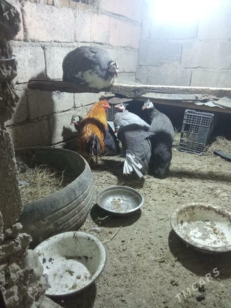 sizarka - Яшлык - img 4