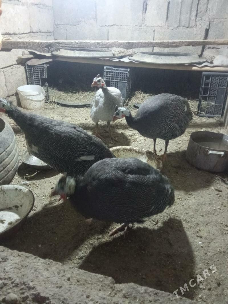 sizarka - Яшлык - img 7