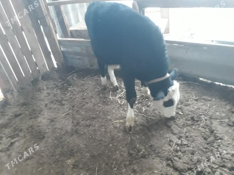 окузче. - Туркменабат - img 2