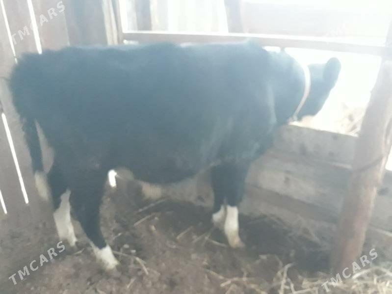 окузче. - Туркменабат - img 3