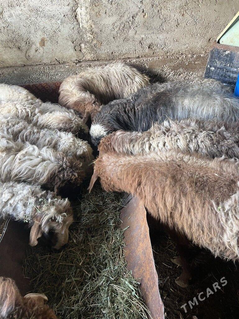 Goýun - Gagarin köç, köne Howa menzili - img 1