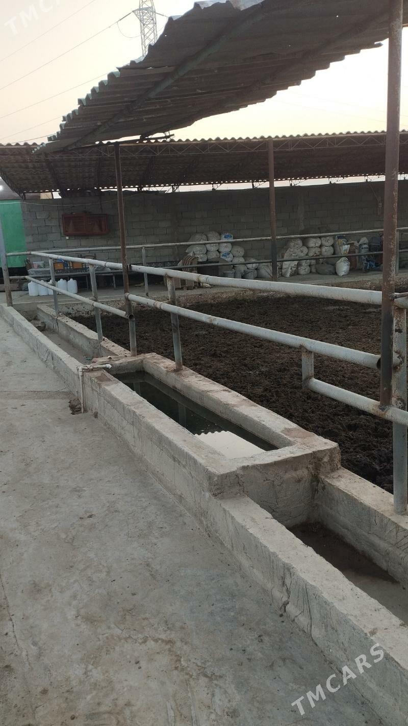 ferma 9 komissar - Ак-Бугдайский этрап - img 6