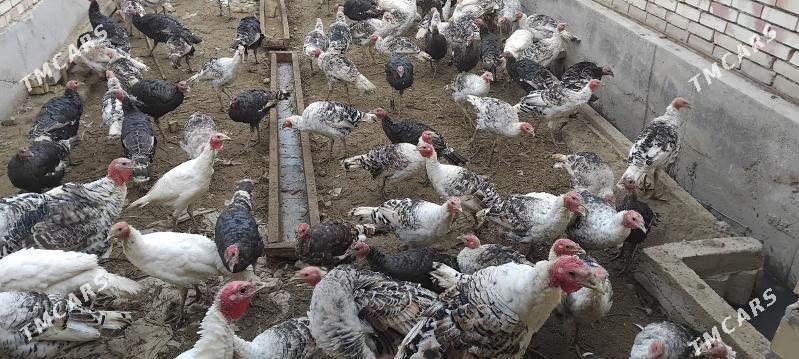 induk - Sakarçäge - img 3