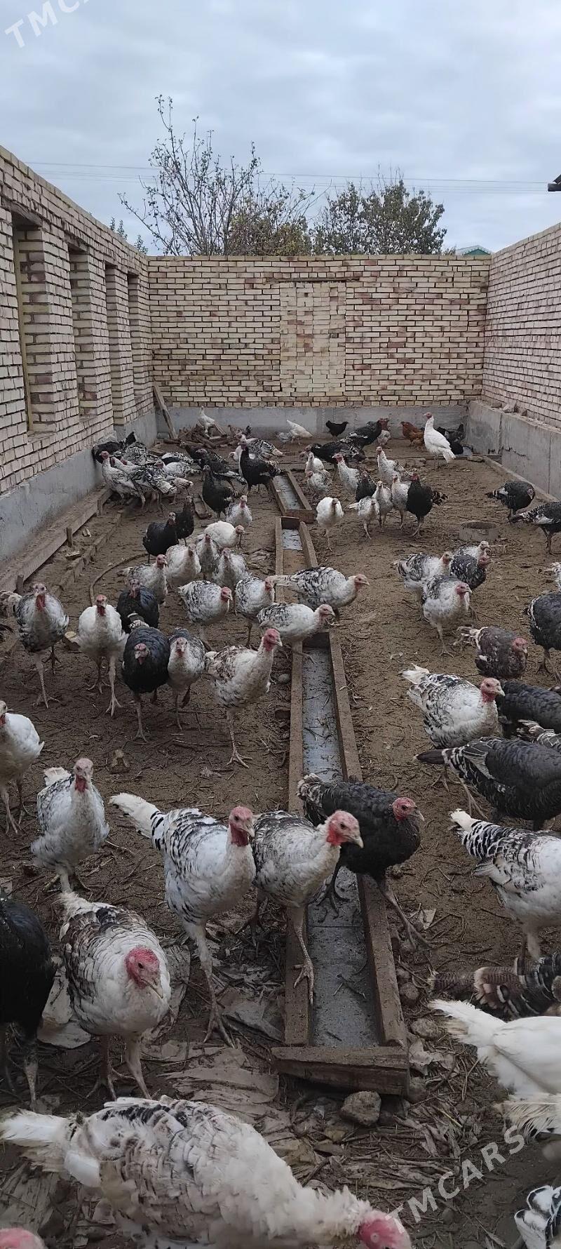 induk - Sakarçäge - img 2