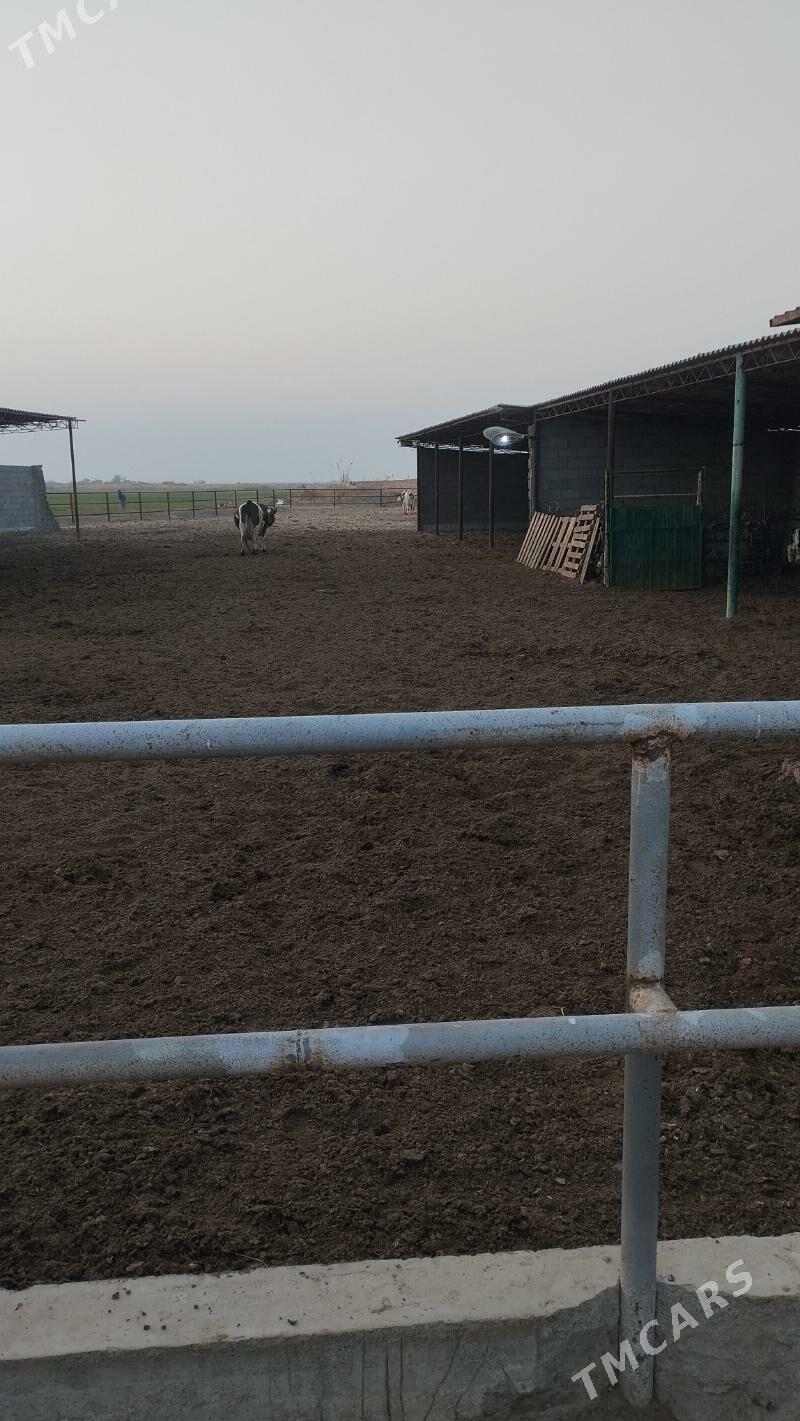 ferma 9 komissar - Ак-Бугдайский этрап - img 5