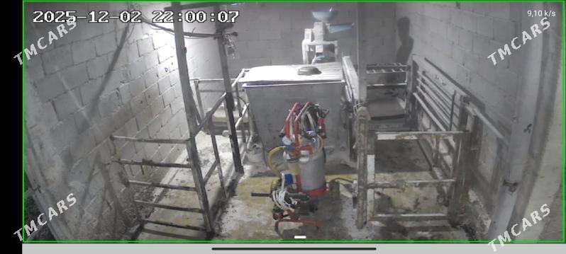 ferma 9 komissar - Ак-Бугдайский этрап - img 4