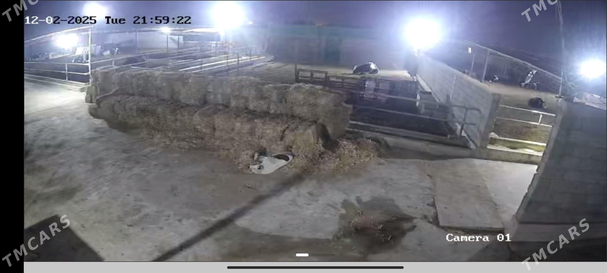 ferma 9 komissar - Ак-Бугдайский этрап - img 3