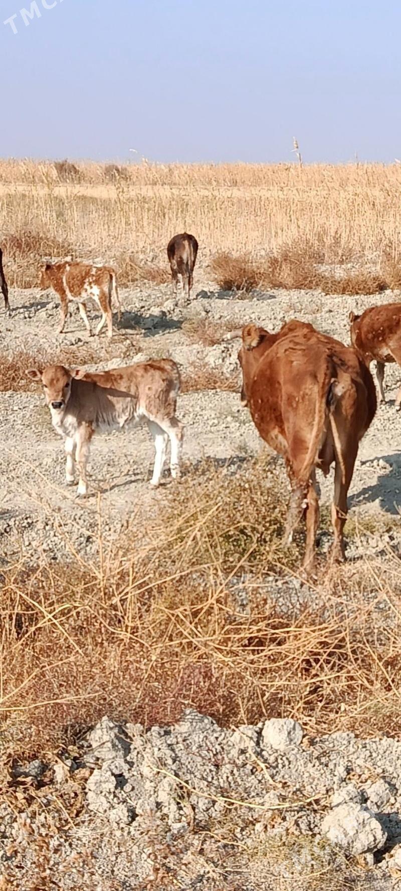 2 göleli sygyr - Гызыларбат - img 3