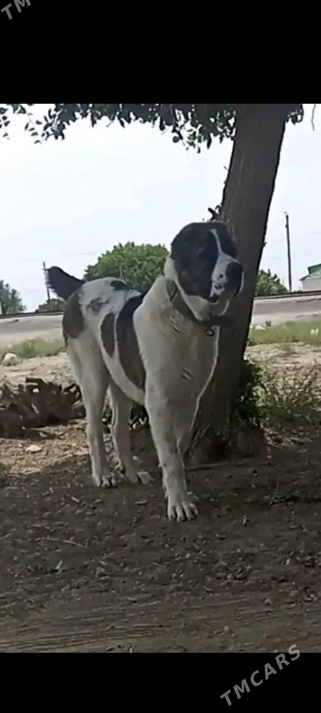 alabay ganjyk it - Балканабат - img 5