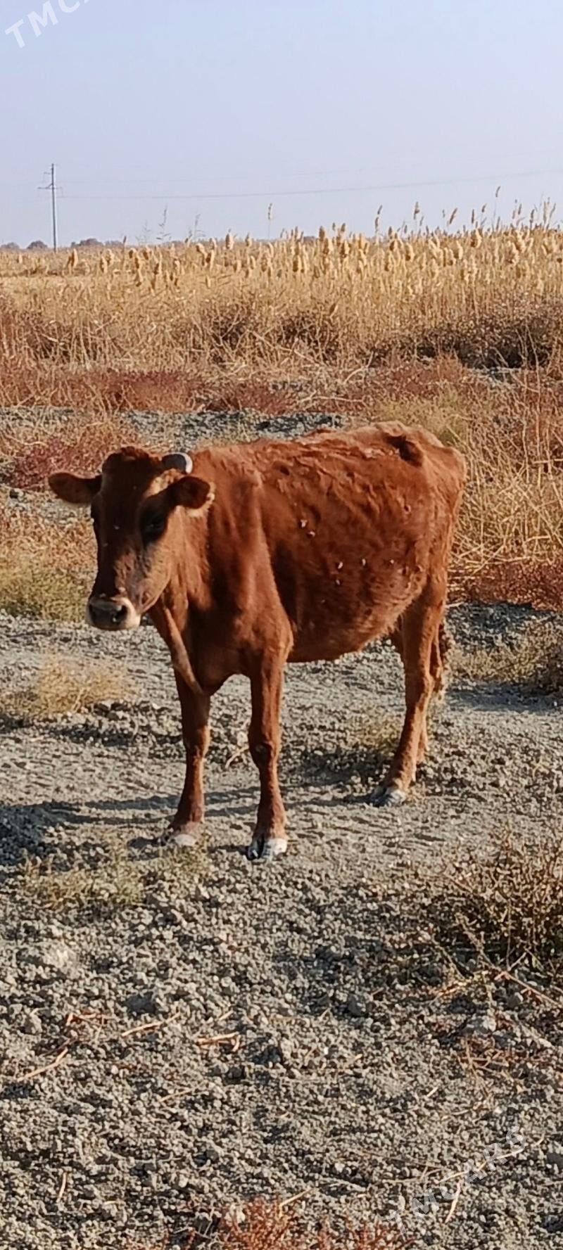 2 göleli sygyr - Гызыларбат - img 4