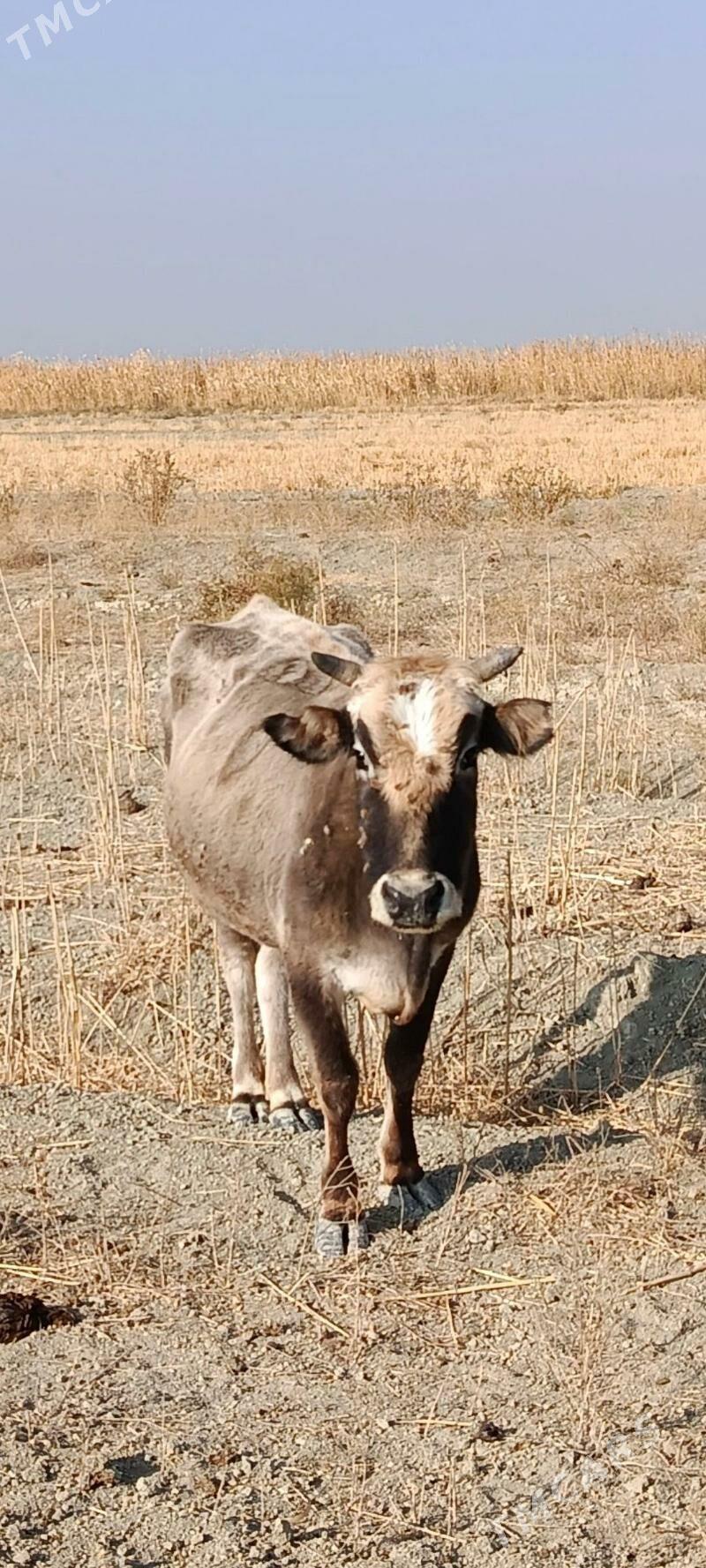 2 göleli sygyr - Гызыларбат - img 2