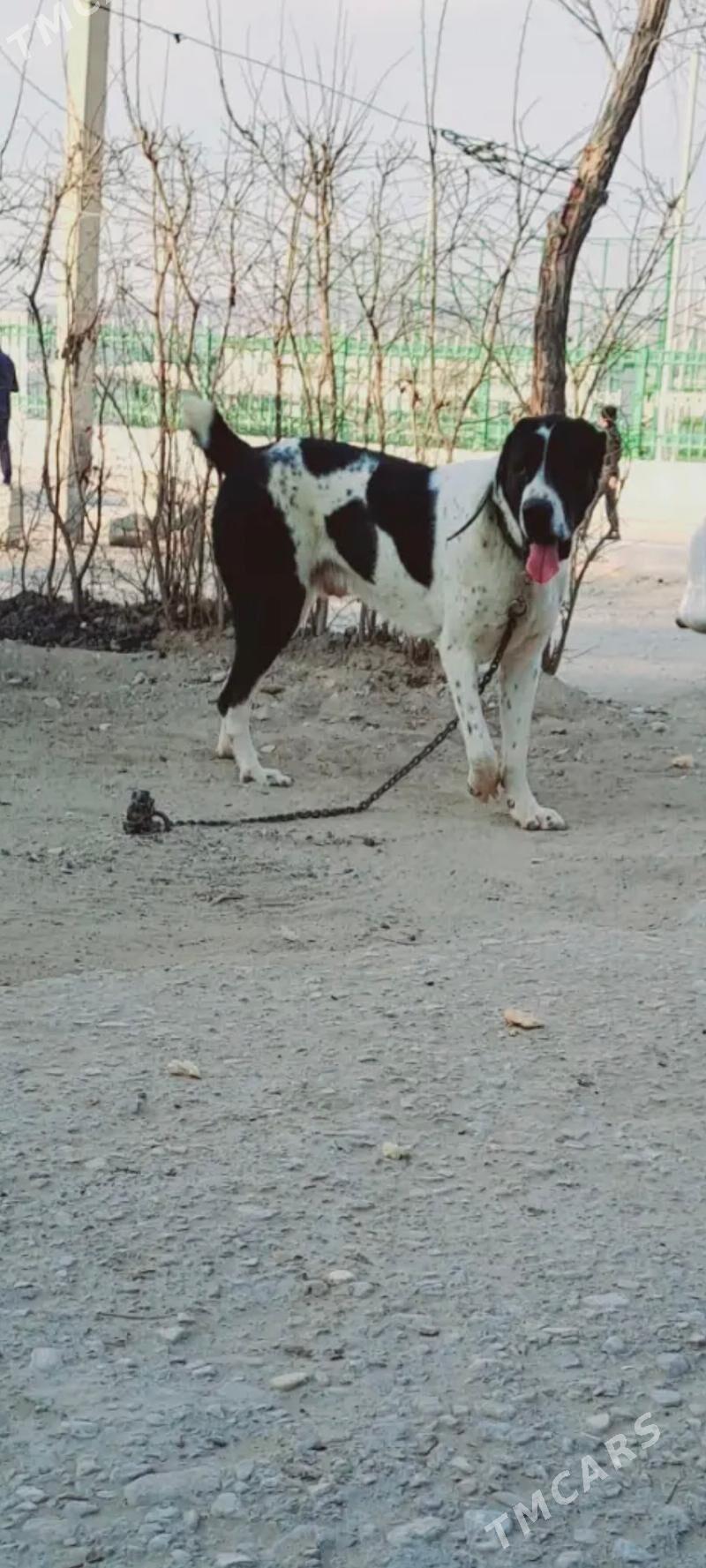 alabay ganjyk it - Балканабат - img 7