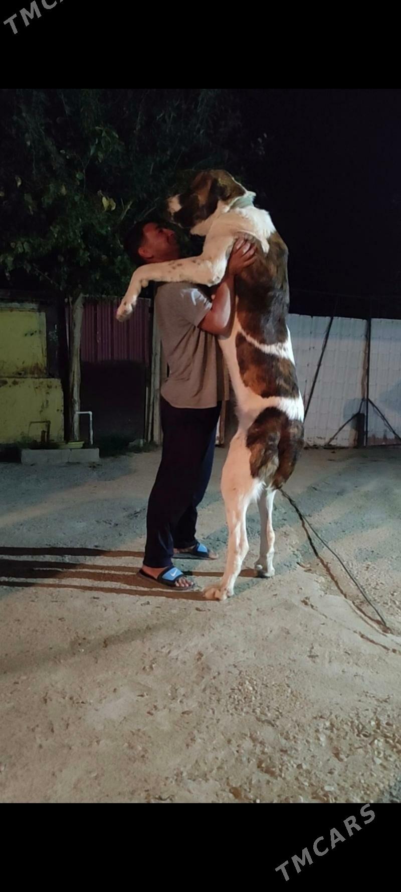 alabay ganjyk it - Балканабат - img 6