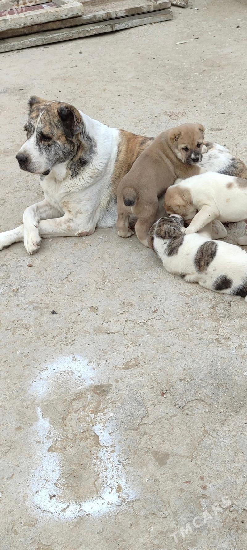 alabay ganjyk it - Балканабат - img 2