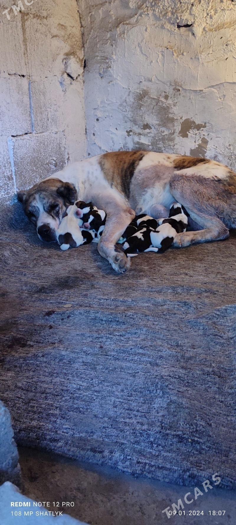 alabay ganjyk it - Балканабат - img 3