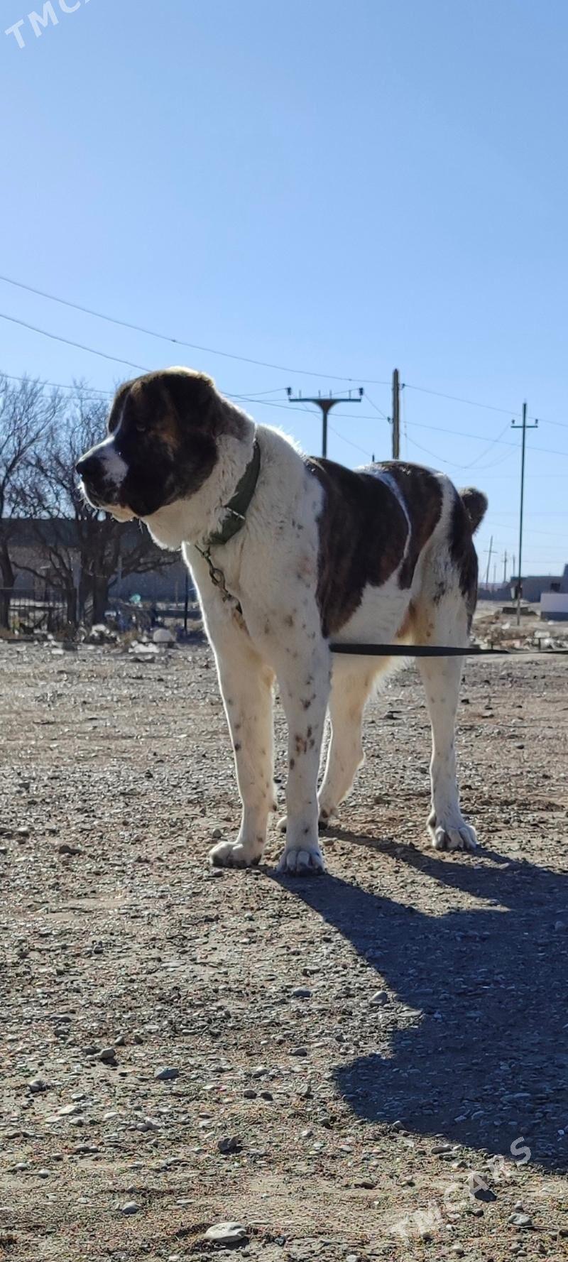 alabay ganjyk it - Балканабат - img 4