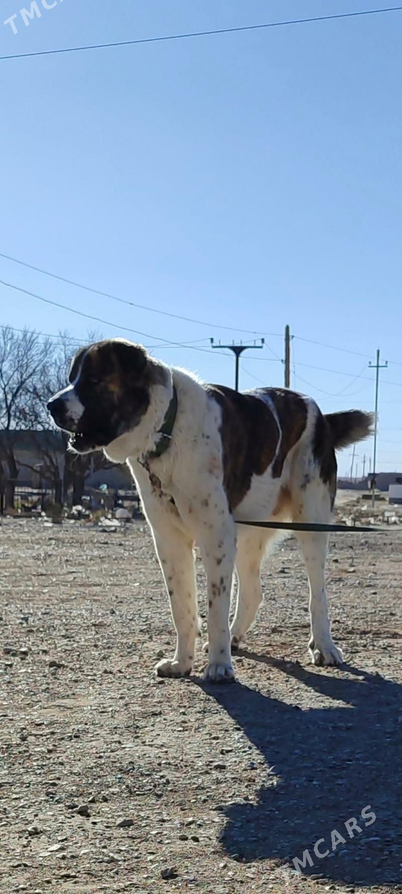 alabay ganjyk it - Балканабат - img 8
